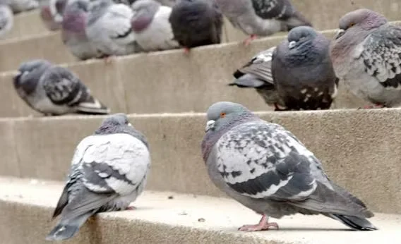 anti pigeons è casablanca