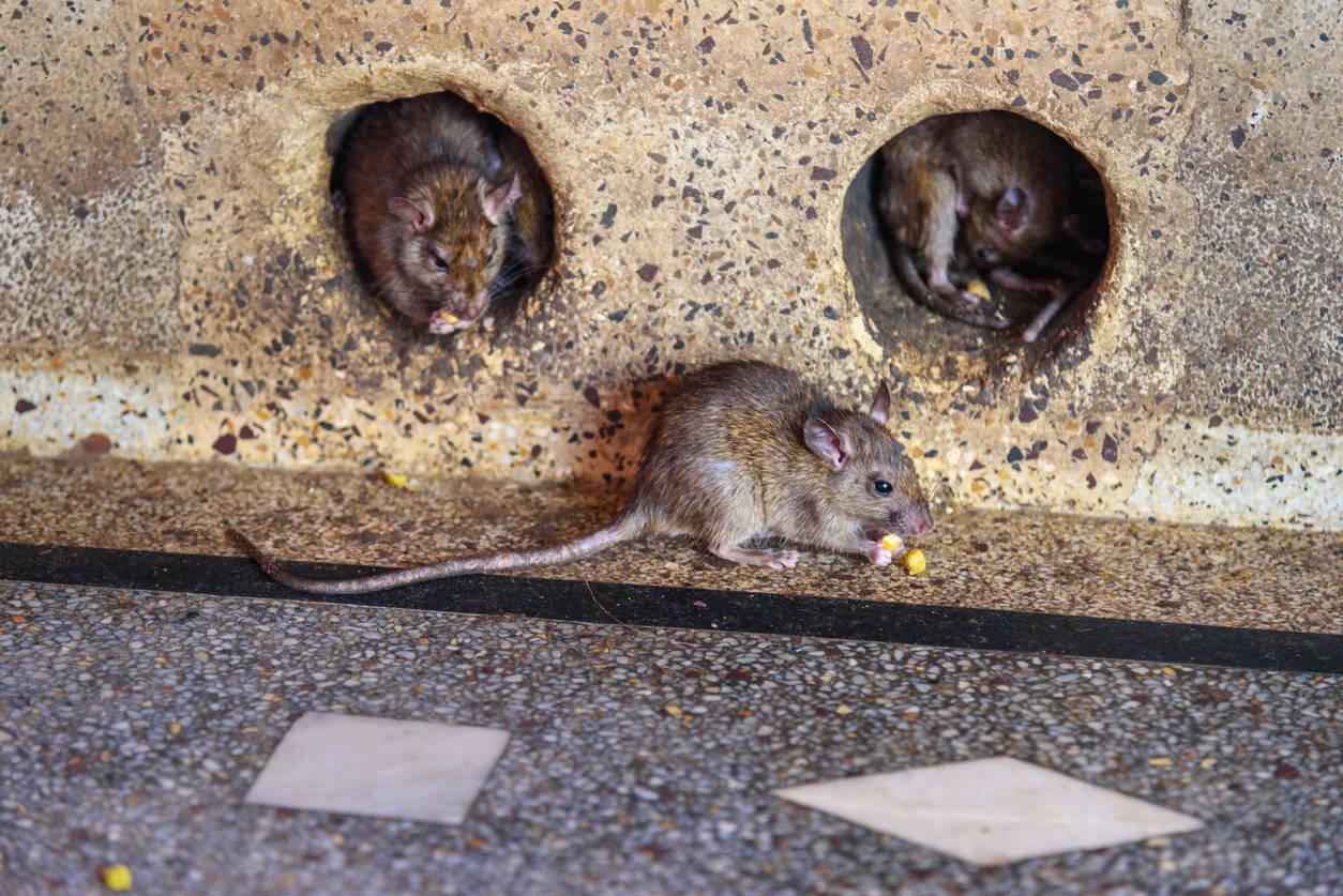 Stratégies d’élimination des rats et des souris Casablanca