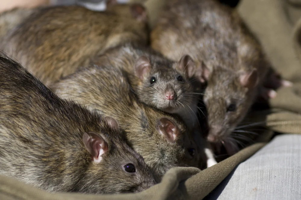 Stratégies d’élimination des rats et des souris Casablanca