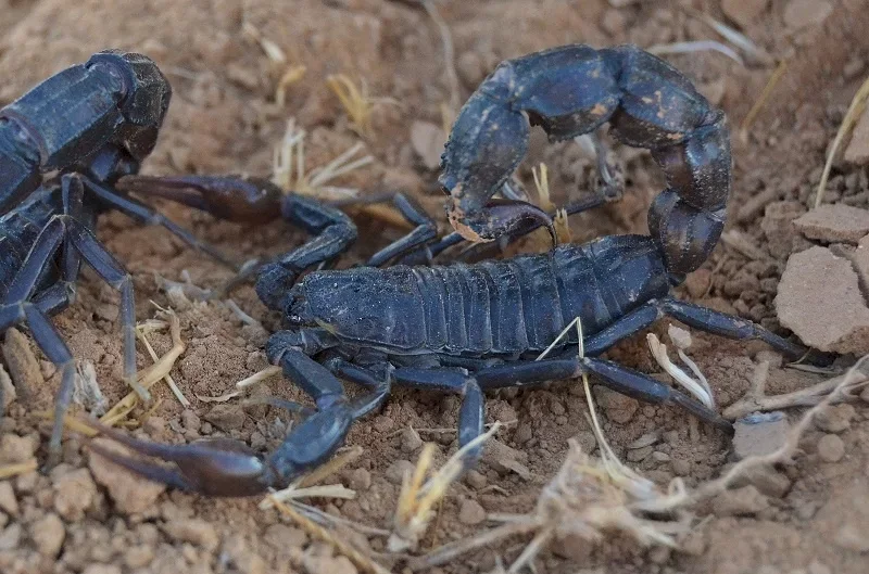 anti scorpions è casablanca