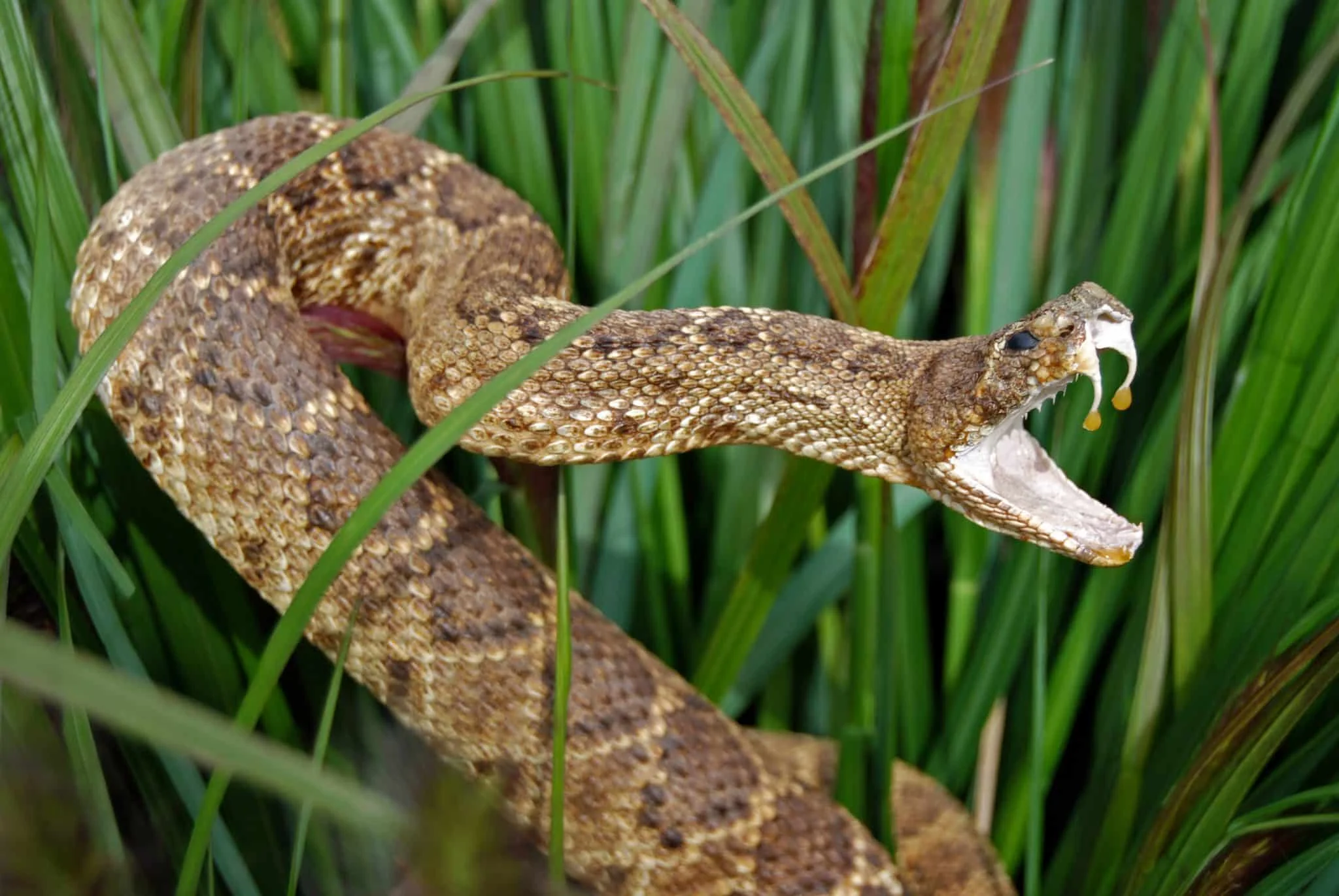 Traitement anti serpents à Casablanca