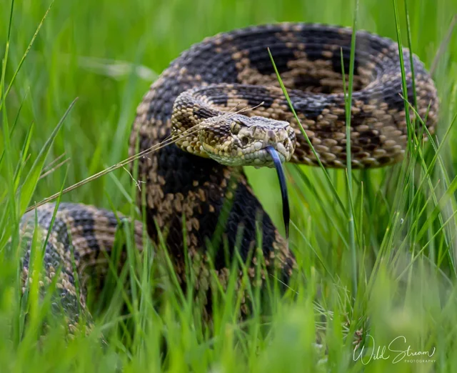 serpents à casablanca