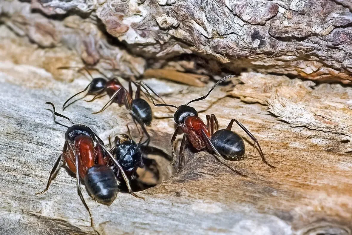 Solution contre les fourmis Casablanca