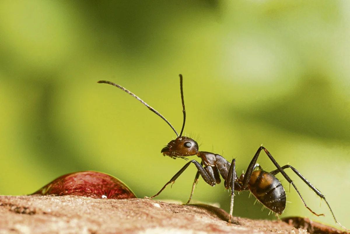 Solution contre les fourmis Casablanca